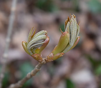 japanska chestnut blad öppning, kastanj, lämnar, buske, våren, naturen, Anläggningen