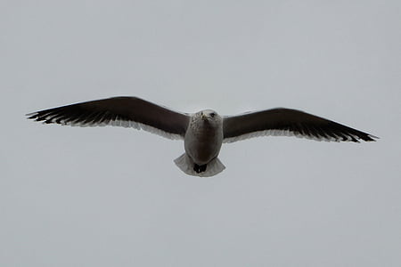animal, sky, sea gull, seagull, seabird, wild animal, natural