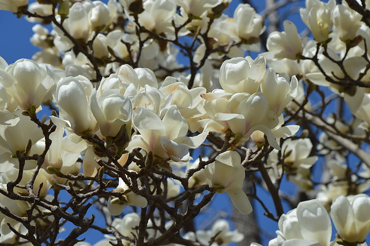 Magnolia, virágok, fehér, fa, tavaszi, ágak