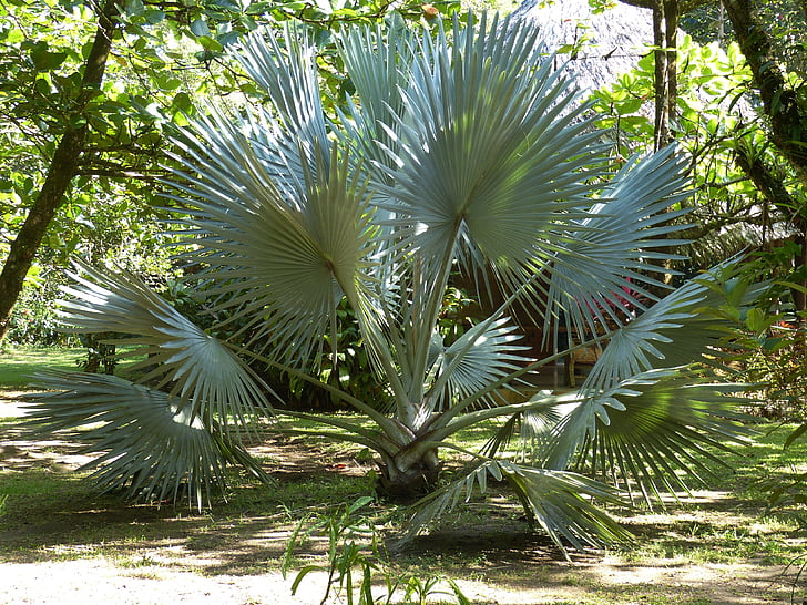 Palm, Palm puud, fänn palm, Park, Costa Rica, Kesk-Ameerika, troopikas