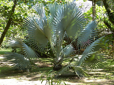 Palm, cây cọ, cọ, công viên, Costa rica, Trung Mỹ, vùng nhiệt đới