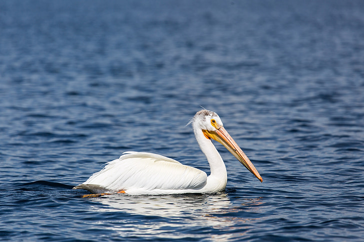 Pelican, fuglen, dyreliv, natur, vann, svømming, stående