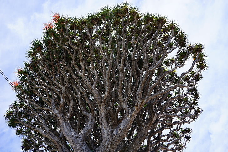 Kanarische Insel Drachenbaum, Drachenbaum, Dracaena Draco, ästhetische, Filialen, Krone, Baum