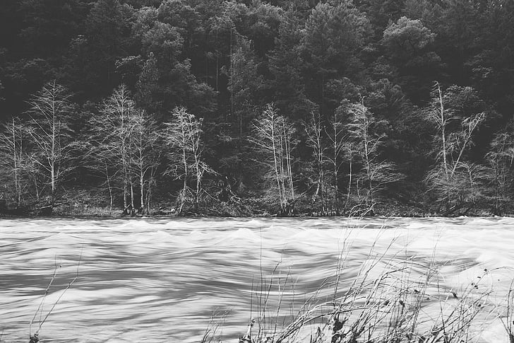 escala de grisos, fotos, bosc, arbre, riu, ràpids, l'aigua