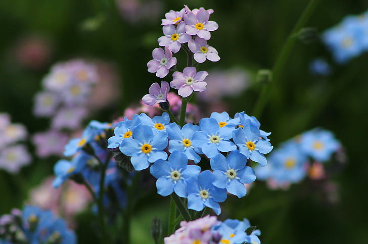 me-nots, flor, naturaleza, verano, floración, flor azul, planta