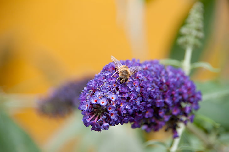con ong, Sân vườn, màu tím
