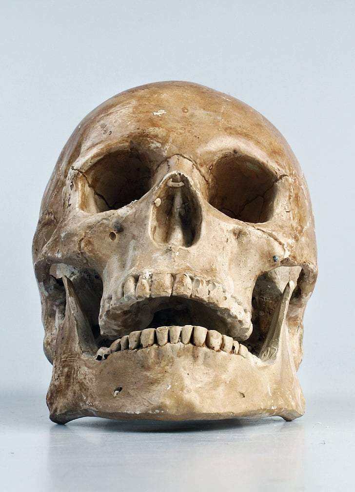 skull, color, teeth