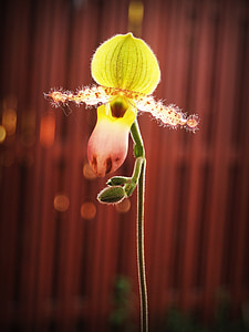 flor, Orquídea, tropical, Blanco, verde, amarillo, rojo