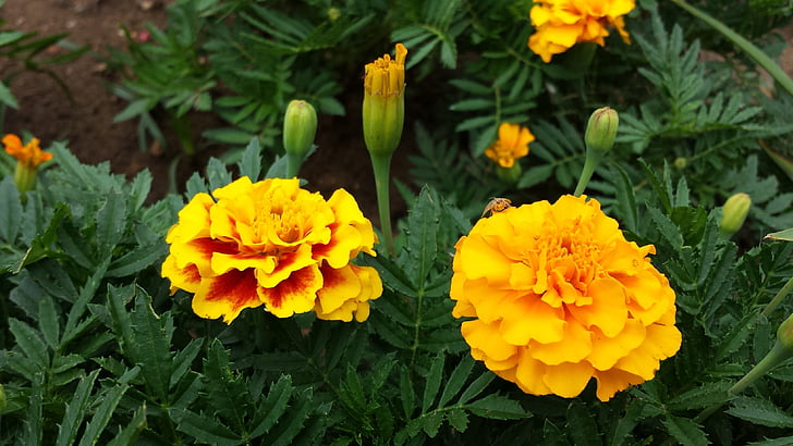Marigold, blommor, gul, Blossom, blommande, trädgård, botanik