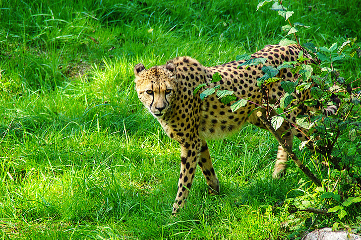Cheetah, katten, Tiergarten, acinonyx