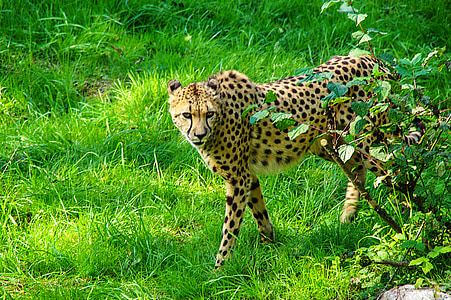 cheetah, con mèo, Tiergarten, acinonyx