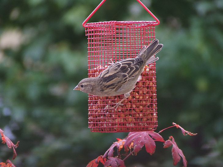 Sparrow, con chim, móng vuốt ra, hạt giống chim
