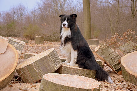 šuo, Borderkolis, Britų aviganis, ganymo šuo, vienas gyvūnas, dieną, gyvūnų temos
