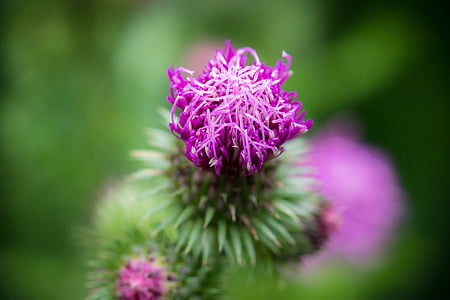 thistle, bud, blossom, bloom, ring thistle, curled thistle, violet