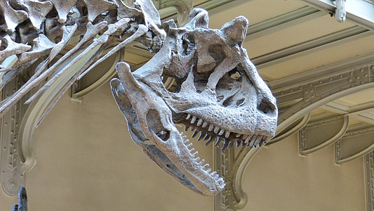 Muzeum, Szkielet, dinozaur, Szkielet dinozaura, drapieżnych dinozaurów