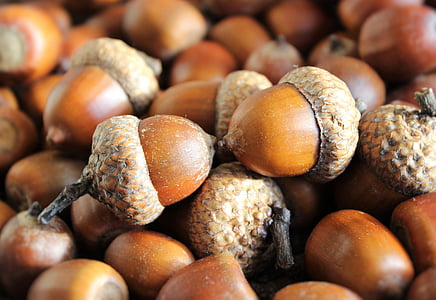 acorns, seeds, oak, brown, harvest, autumn, walnut