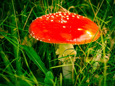 飞金顶, 蘑菇, moss fliegenpilz, 秋天, 自然, 有毒, 红色