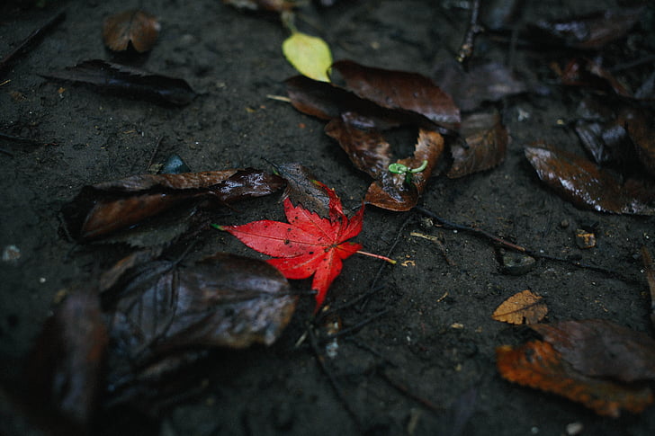 daba, sarkana, Leaf, rudens, augsta leņķa skatu, kļavas lapa, Nr cilvēki