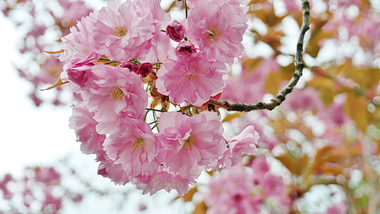 cseresznye, cseresznyevirág, virág ernyővel, tavaszi, rózsaszín, Rózsás, Lenz