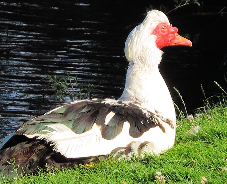 Muscovy and, Duck, dyr