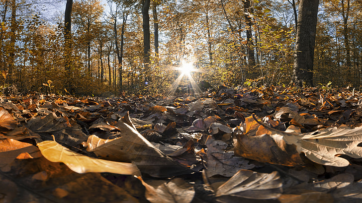 autunno, foresta, foglie, fogli di caduta, sole, foglia, colore di caduta