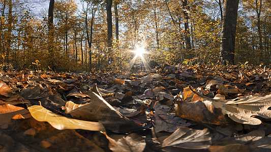 rudens, meža, atstāj, rudens lapas, saule, Leaf, rudens krāsu