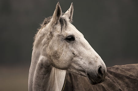 konj, živali, bela, portret, narave, ena žival, del živalskega telesa