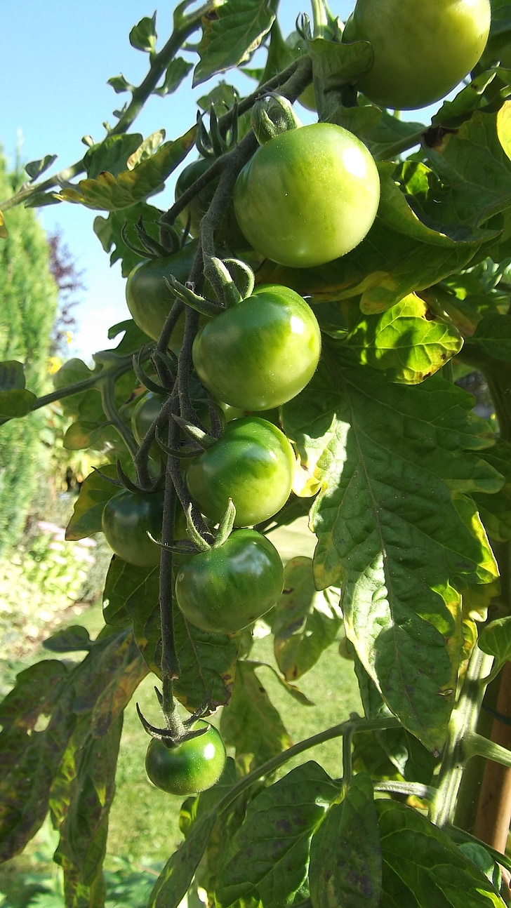 vihreät tomaatit, Sun, Siirtolapuutarha