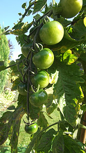 green tomatoes, sun, allotment