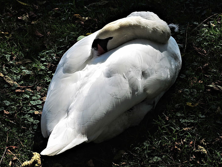 sleeping swan, wild bird, nature, graceful, canada, bird, animal