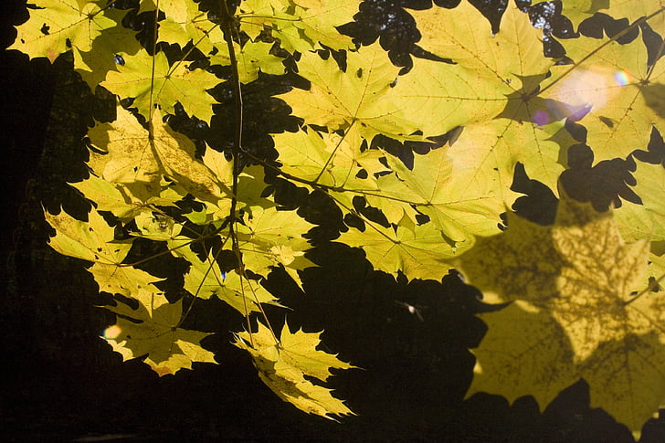 emerge, leaves, maple, book, october, autumn, golden