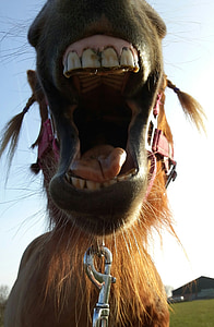 gigi, Pony, bersenang-senang musim panas, Utrecht, hewan, mulut, lidah