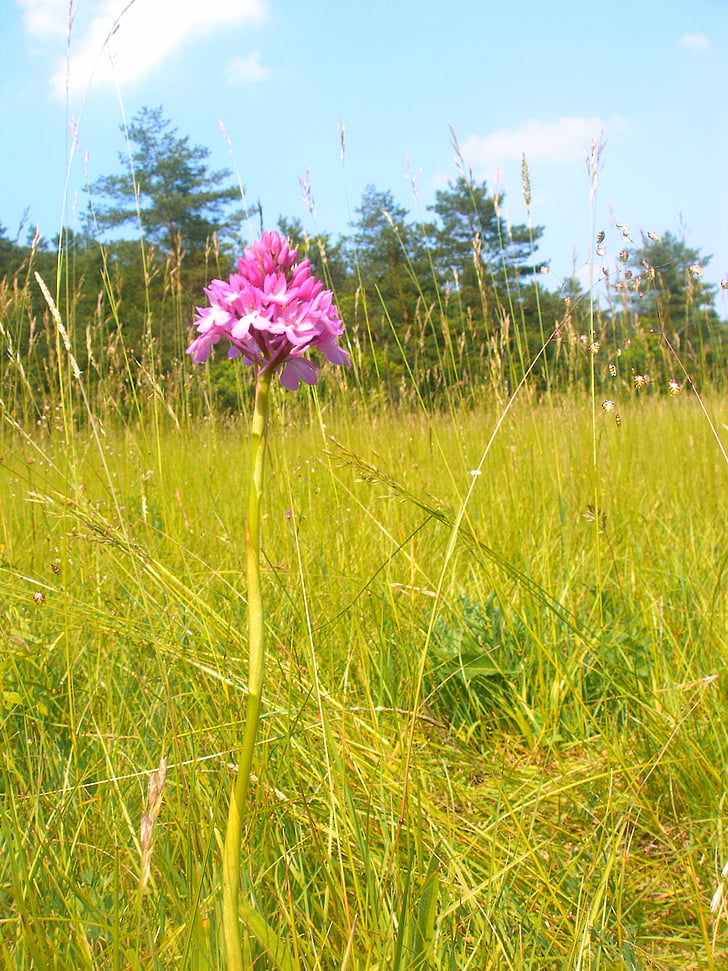 pyramidal orchid, orchid, jena, plant, flower, flora, rarely
