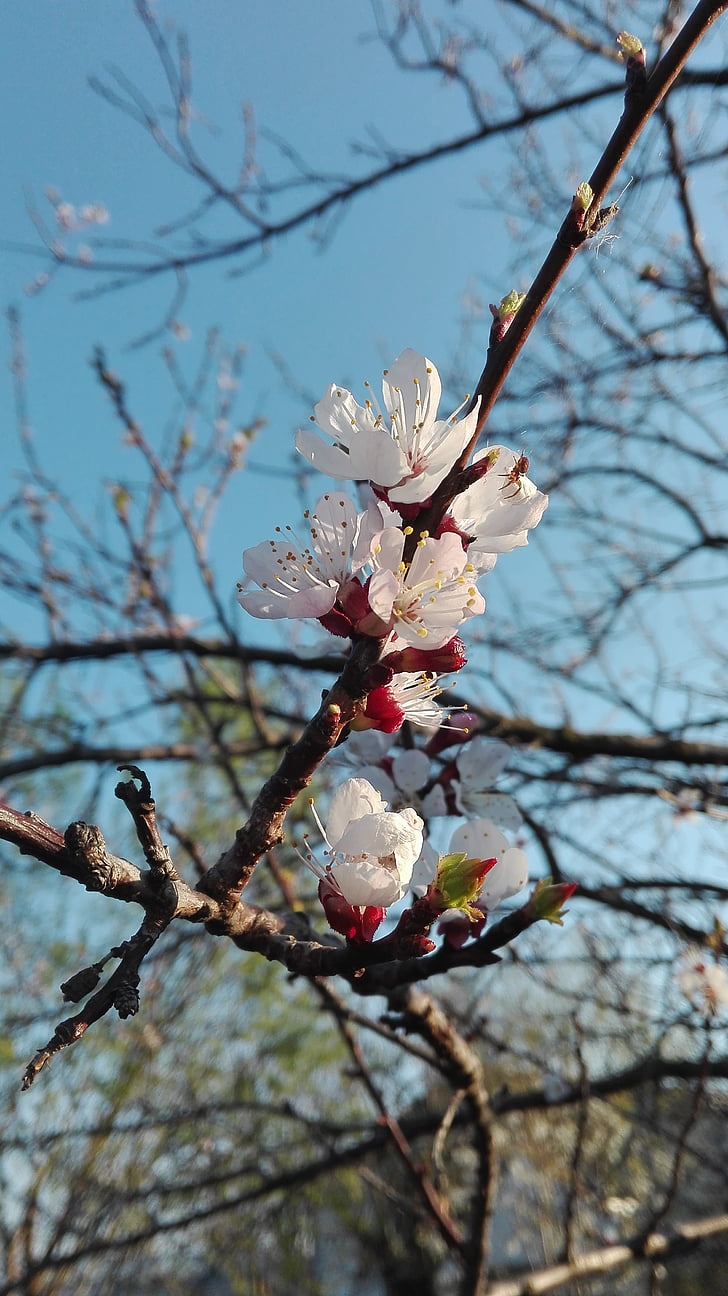 Кайсия Блосъм, плодно дърво, Блосъм, Блум, Пролет, бяло, бял цвят