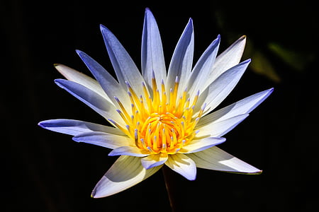 Lotus, kukat, lampi, vesi, Luonto, Kauneus luonto, Lake