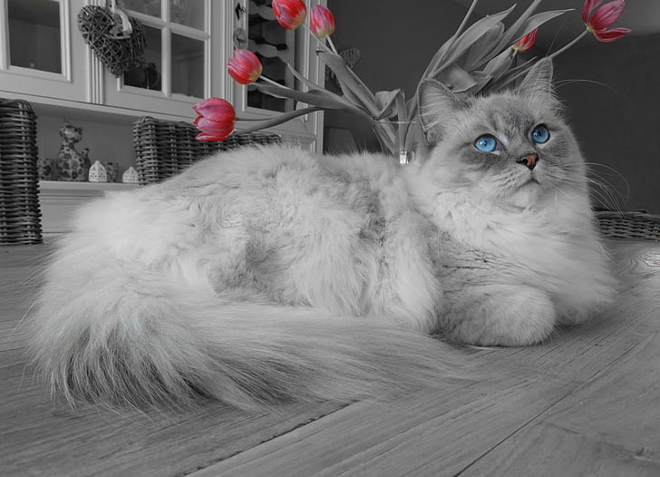 kočka, vzdálený přístup, Ragdoll, modré oči, odpočinek, domácí zvíře, kočka domácí
