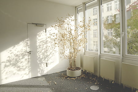 edificio, puerta, hojas secas, Casa, en el interior, planta, sala de