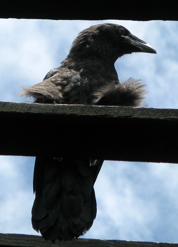 gemeenschappelijke raven, noordelijke raven, Corvus corax, silhouet, jonge, ravenling, jongeling
