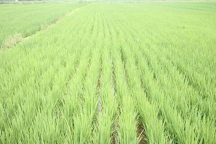 rice field, green, paddy, farmland, outdoor, asian, crop