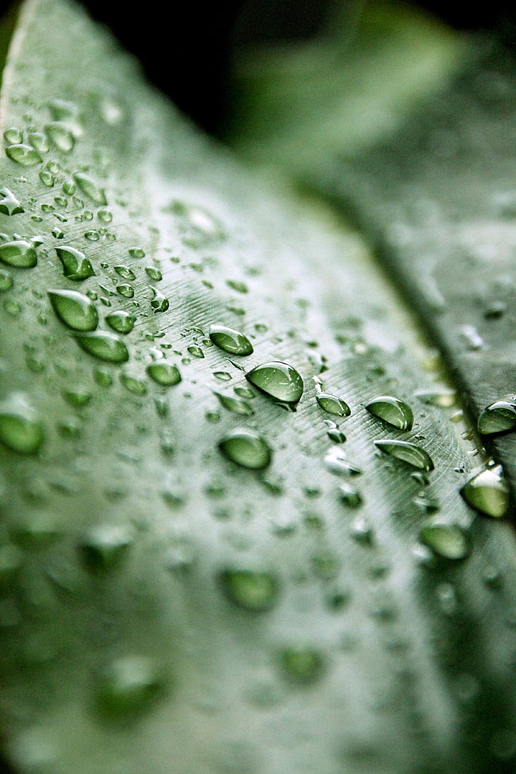 kapanje, list, kiša, priroda, zelena, kap vode, makronaredbe