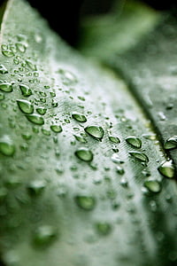 infuus, blad, regen, natuur, groen, druppel water, macro