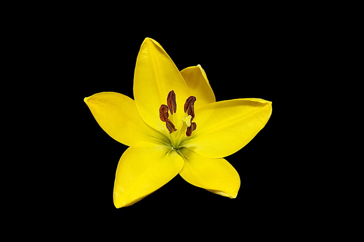 kwiat, kwiat, Bloom, Lily, żółty, jedną z odmian dalii, czarne tło