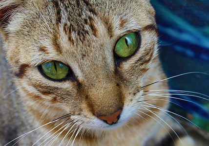 gatto, occhi, verde, viso, animale domestico, animale, sguardo