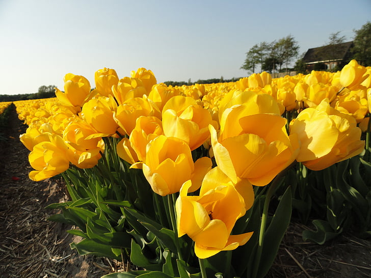 flores, amarillo, tulipanes, floraciones, primavera, flores, bulbos de