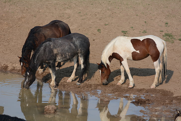 caballos, Mustangs, salvaje, pozo de agua