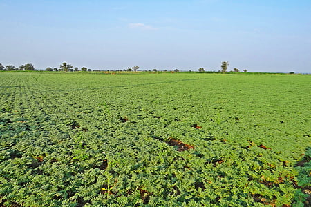 garbanzos, cultivo, gramo de Bengala, Cicer arietinum, Karnataka, Ilkal, India