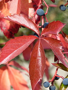 vin blad, Leaf, hösten, Anläggningen, röd, falla lövverk, naturen