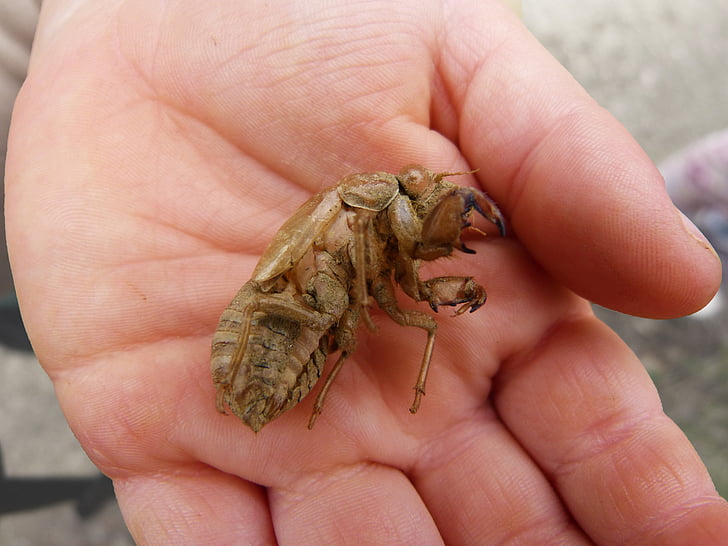 cicada, skin, muda, molting skin, hand, skin change