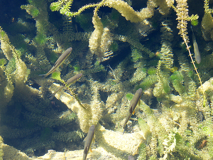 trout, fish, water, clear, clean, aquatic plants, sunny