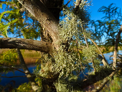 omul vechi barba, lichen, Lichenul de barba, copac pe matreata, par lung femei, muşchi de copac, usnea